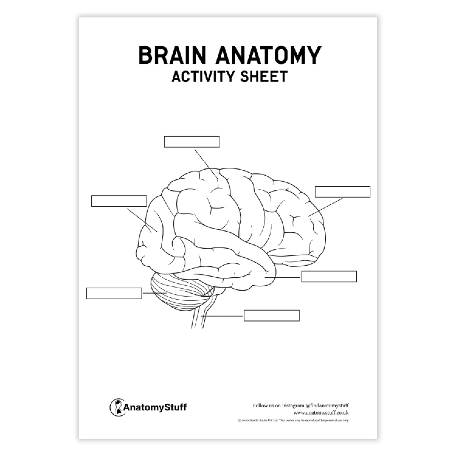 Brain Anatomy Activity Sheet PDF AnatomyStuff Brain Anatomy Activity Sheet PDF AnatomyStuff