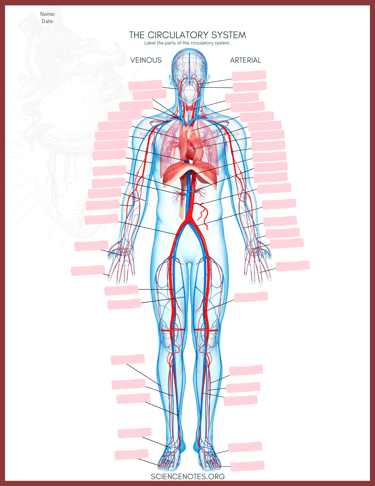 Free Printable Anatomy Worksheets Pdf Free Printable Anatomy Worksheets Pdf