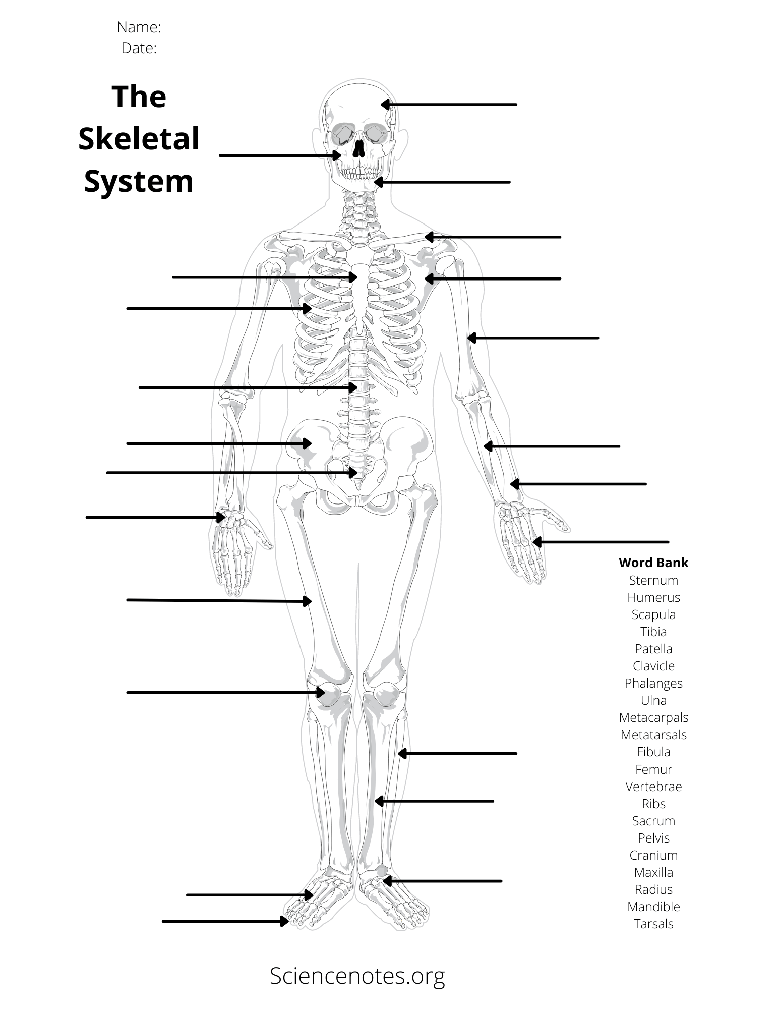 Printable Muscle Labeling Worksheet Printable Muscle Labeling Worksheet