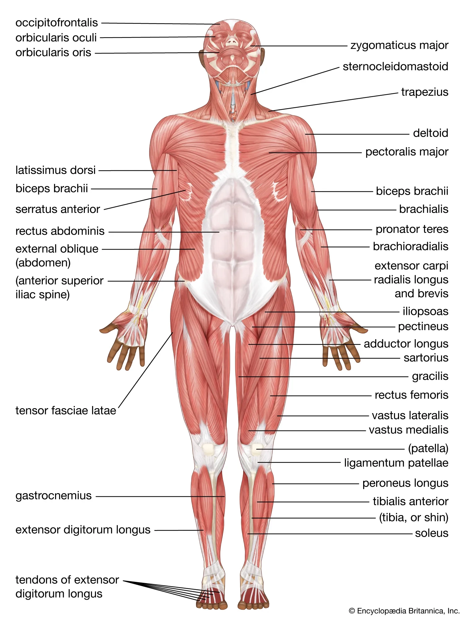 Human Muscle System Functions Diagram Facts Britannica Human Muscle System Functions Diagram Facts Britannica