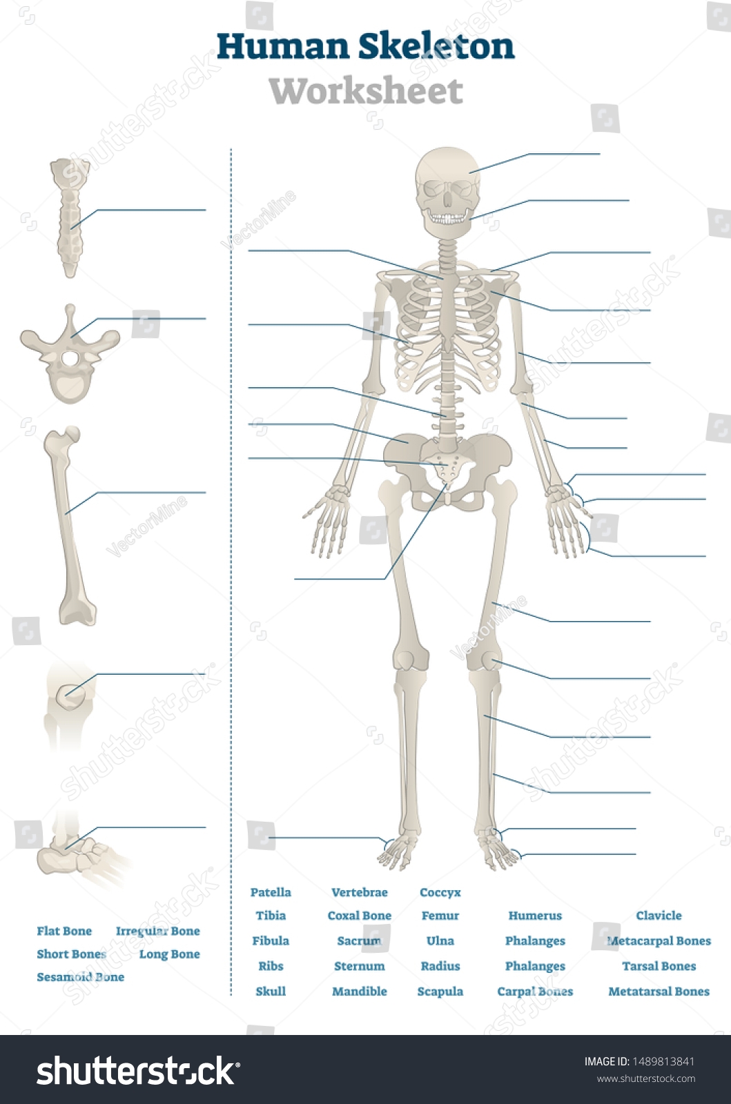 Human Skeleton Worksheet Vector Illustration Blank Stock Vector Royalty Free 1489813841 Shutterstock Human Skeleton Worksheet Vector Illustration Blank Stock Vector Royalty Free 1489813841 Shutterstock