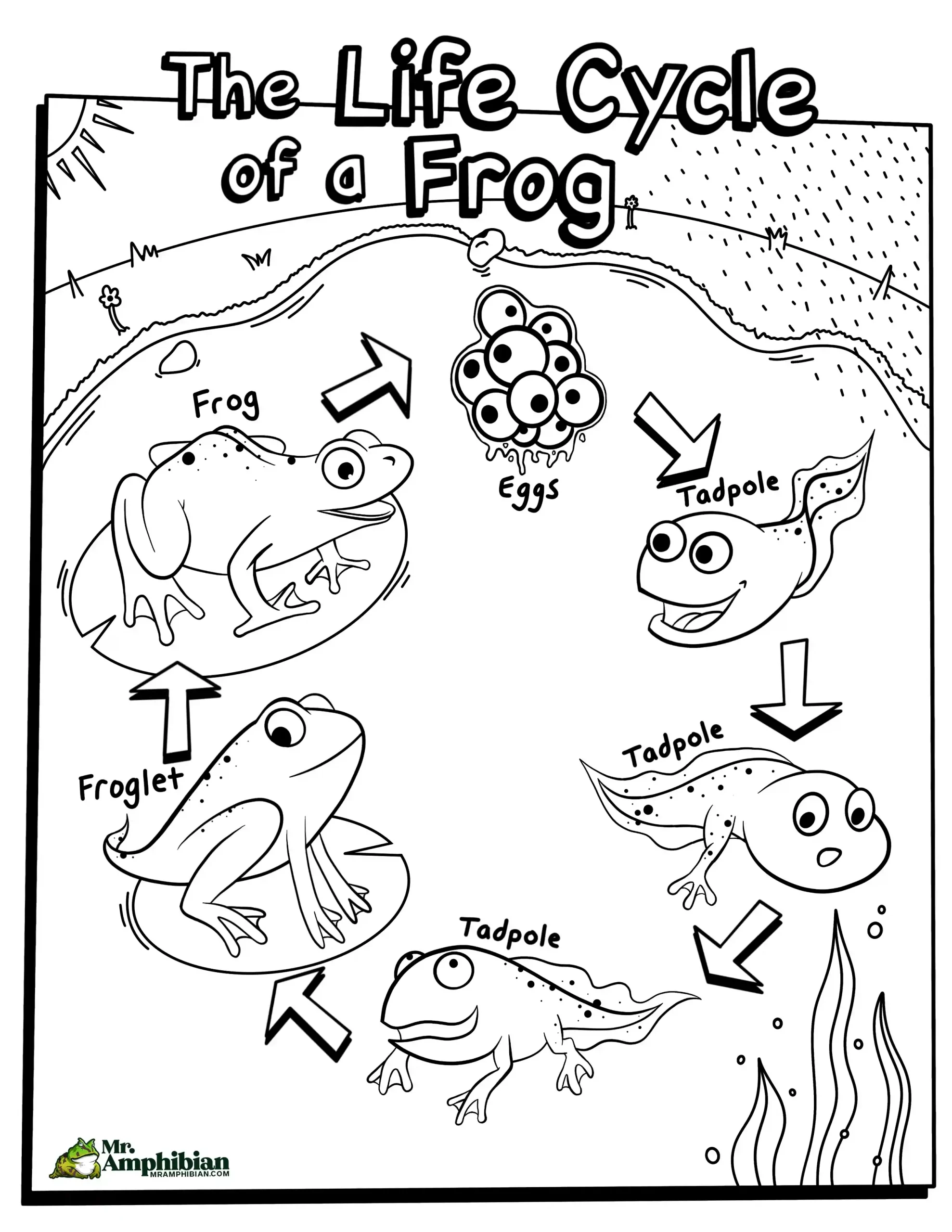 Life Cycle Of A Frog Activities For Kids Mr Amphibian Life Cycle Of A Frog Activities For Kids Mr Amphibian