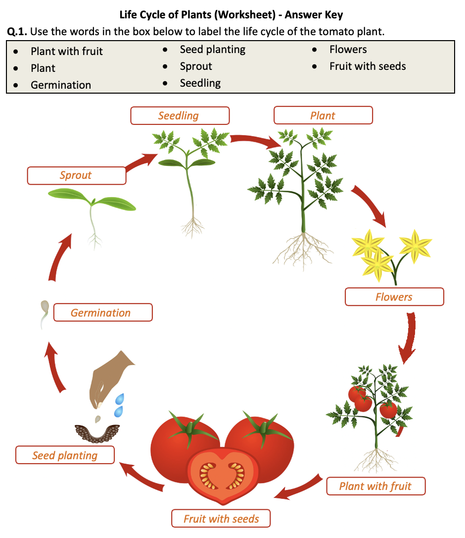 Life Cycle Of Plants Worksheet Printable And Distance Learning Teaching Resources Life Cycle Of Plants Worksheet Printable And Distance Learning Teaching Resources