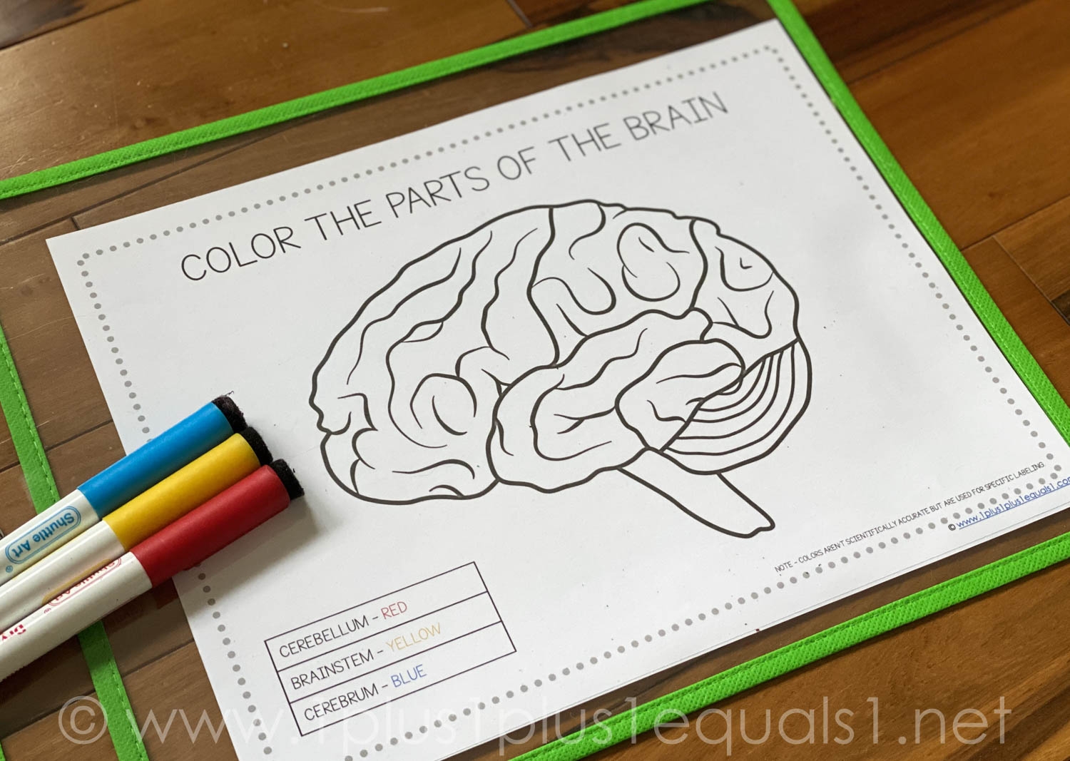 Printable Brain Labeling Worksheet Printable Brain Labeling Worksheet