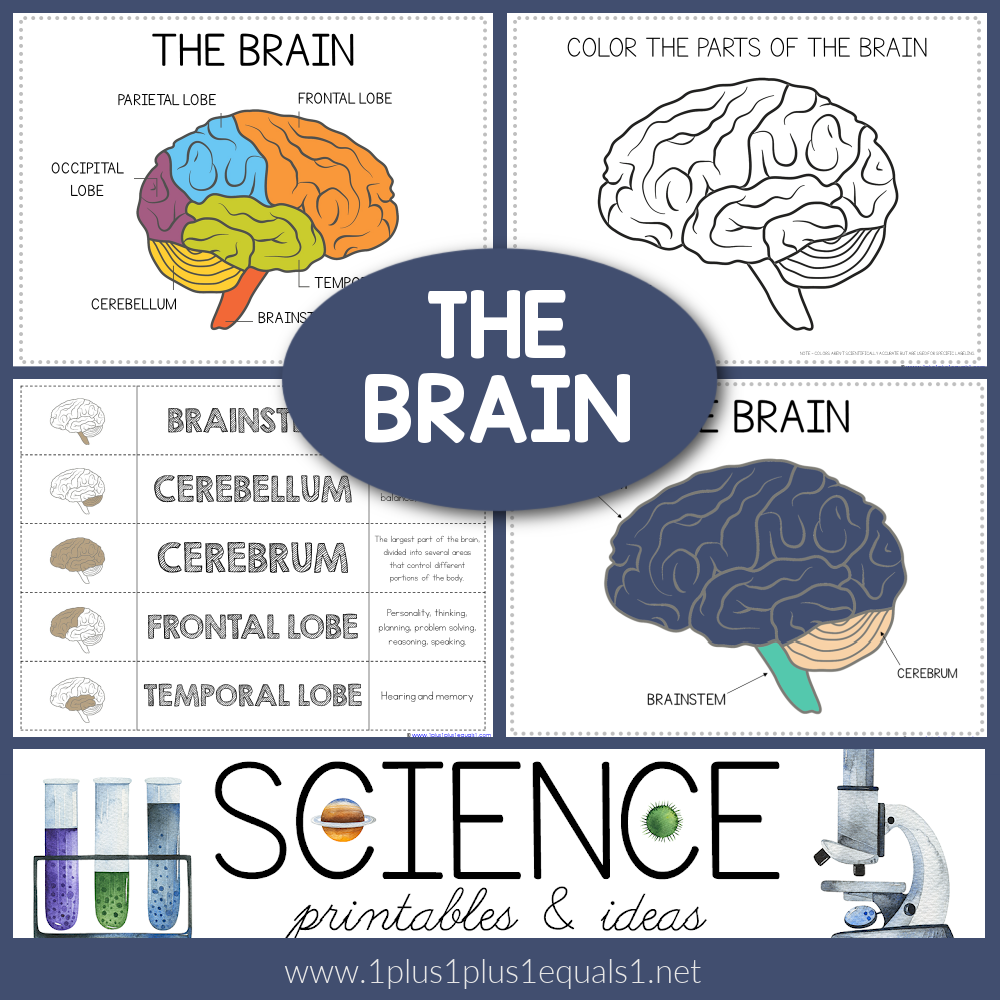 Life Science Printables Parts Of The Brain Worksheets 1 1 1 1 Life Science Printables Parts Of The Brain Worksheets 1 1 1 1