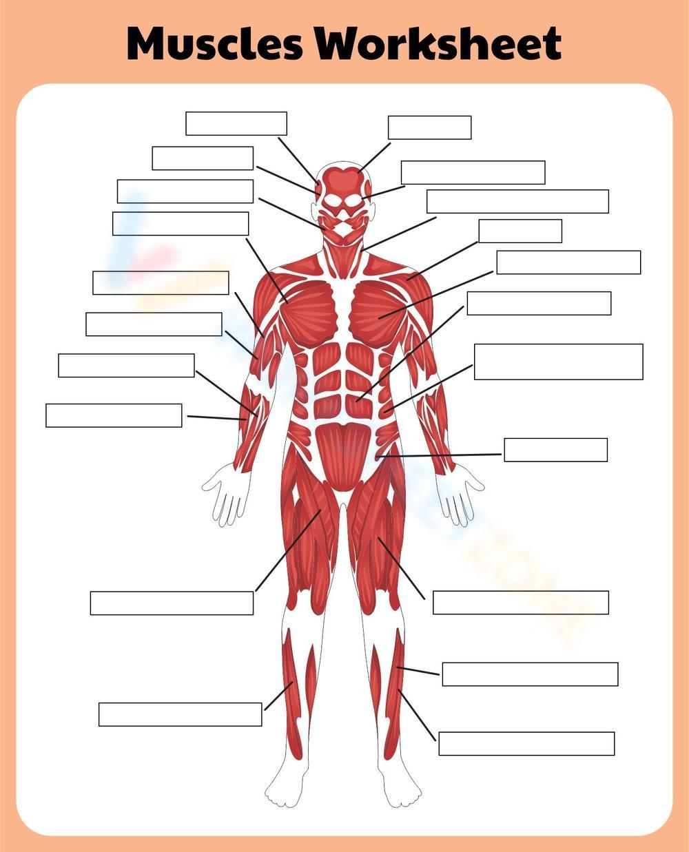 Muscle Worksheet Anatomy Learning Worksheet Muscle Worksheet Anatomy Learning Worksheet