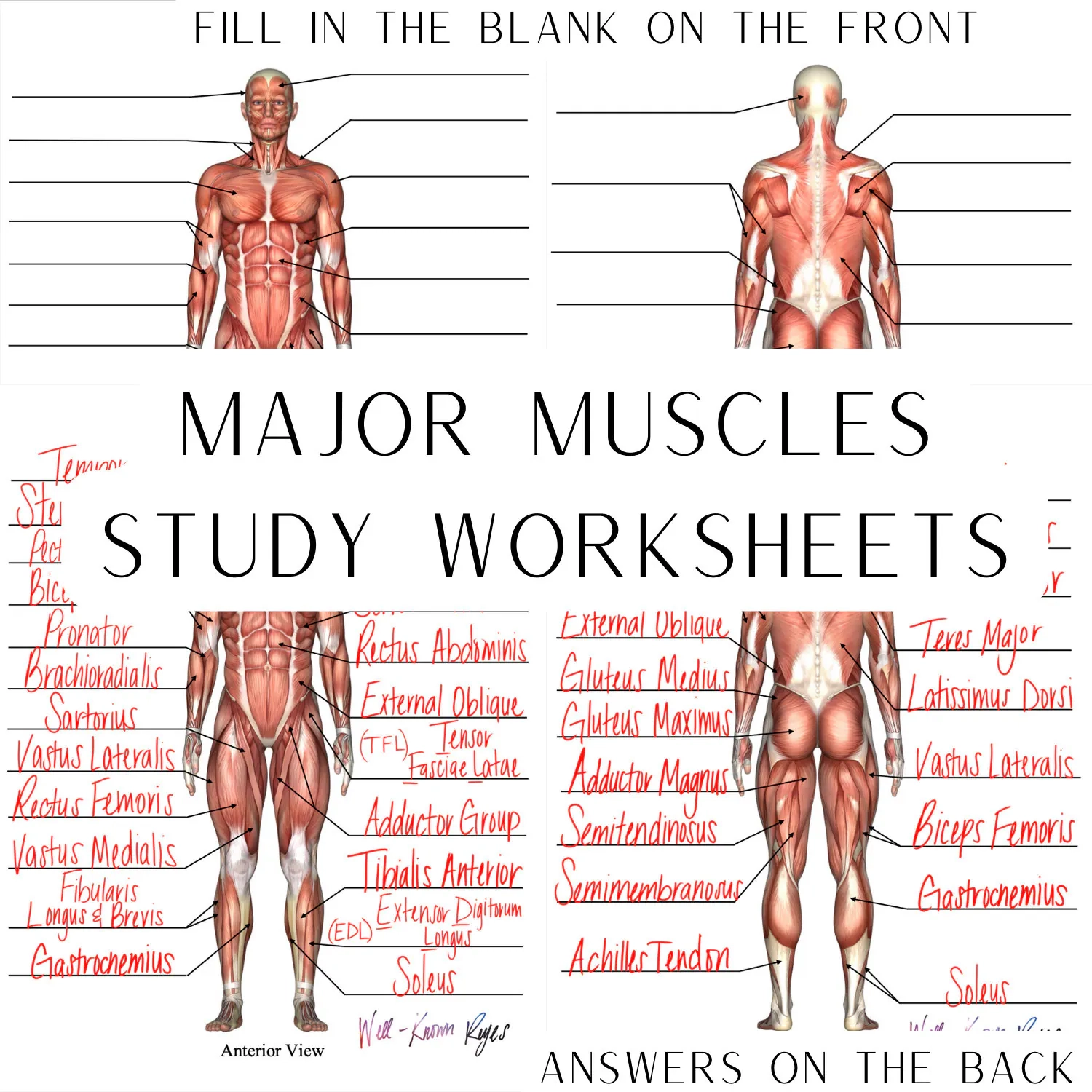 Muscular System Major Muscles Anatomy Physiology Study Worksheets Digital Download Anterior View Posterior View Etsy Muscular System Major Muscles Anatomy Physiology Study Worksheets Digital Download Anterior View Posterior View Etsy