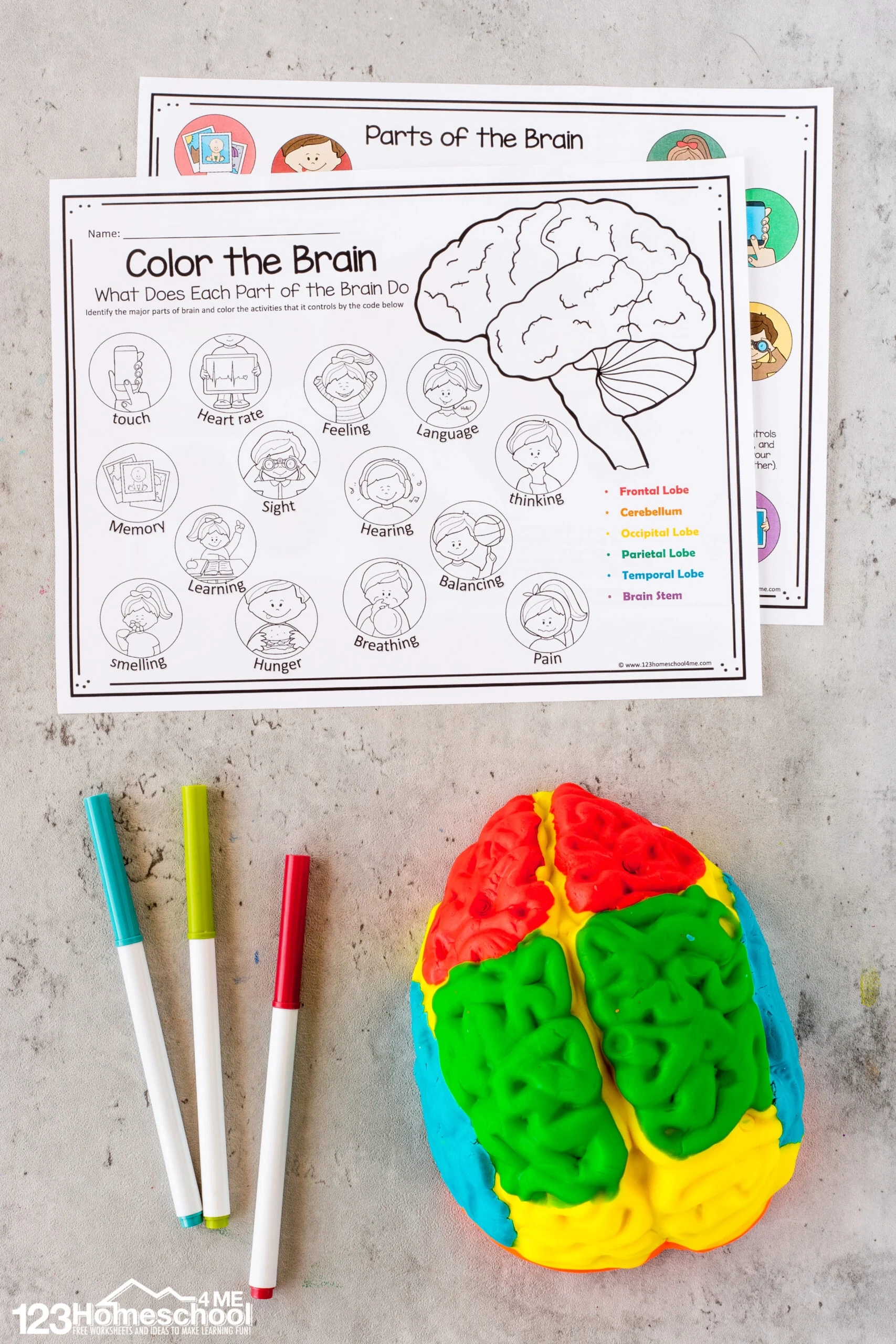 Parts Of The Brain Activity For Kids Brain Diagram And Worksheets For Kids Parts Of The Brain Activity For Kids Brain Diagram And Worksheets For Kids