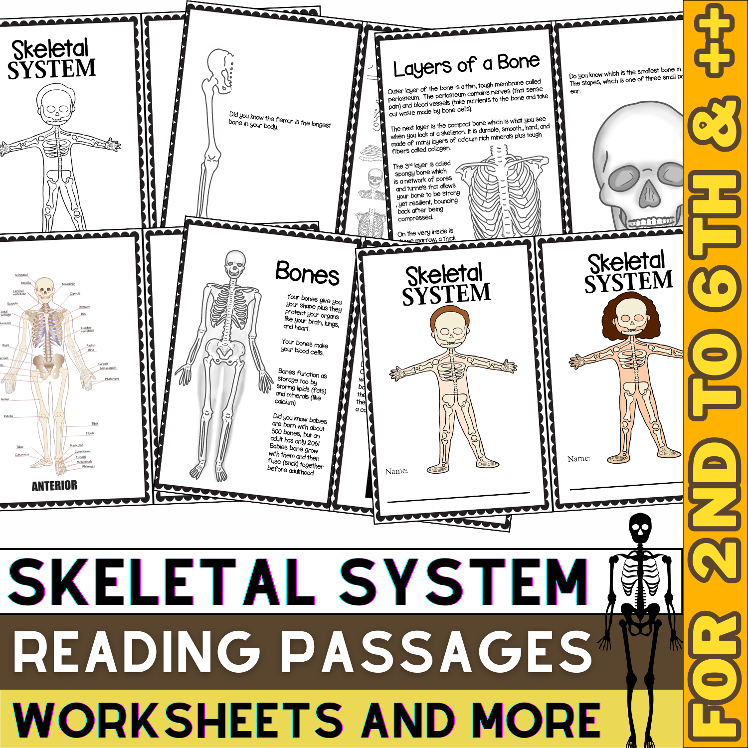 Skeletal System Activities Passages Worksheets Skeleton Unit Human Body Made By Teachers Skeletal System Activities Passages Worksheets Skeleton Unit Human Body Made By Teachers