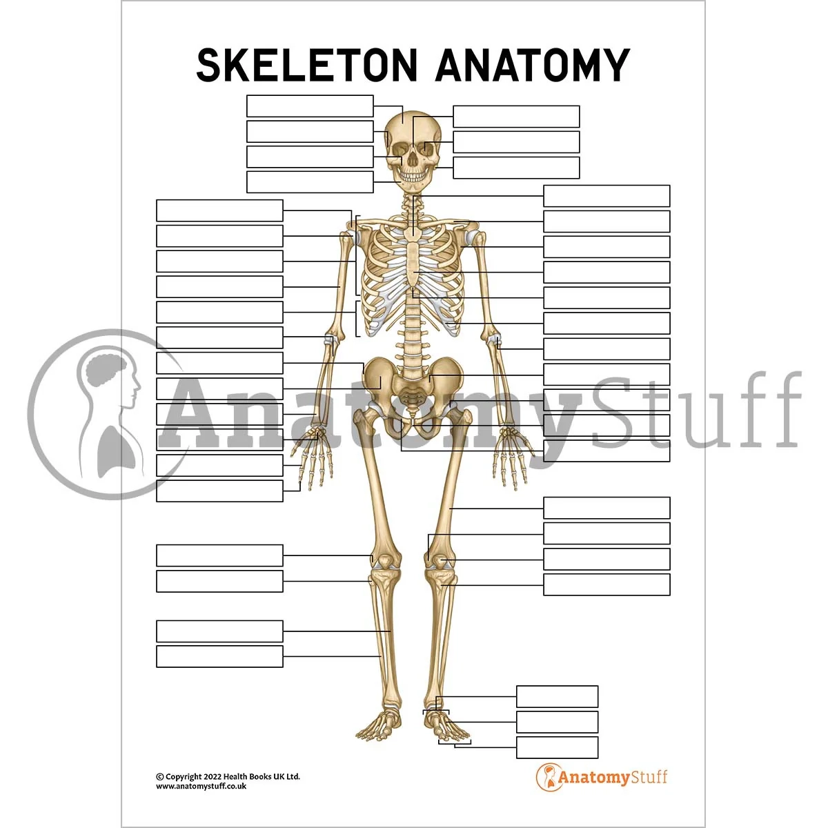 Printable Skeletal System Worksheet Printable Skeletal System Worksheet
